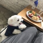 オシャレな「サザンビーチカフェ」のモーニング後は茅ヶ崎の海で笑顔の愛犬エマ(犬連れペットOK・テラス席)