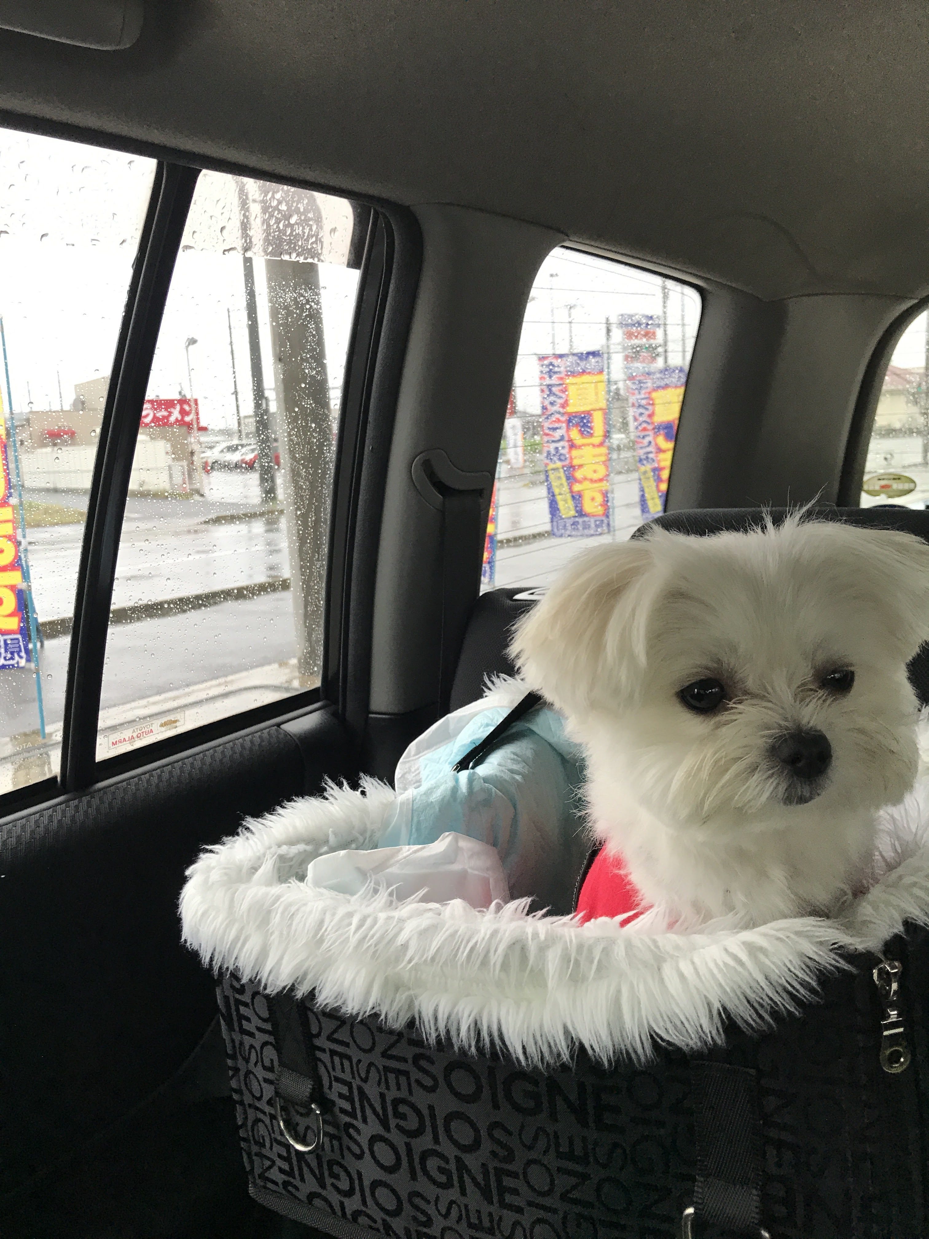 車酔いの酷い愛犬エマ マルポメ ポメマル のドライブ必須アイテムは ドライブボックス 車酔い防止をサポート