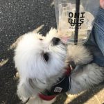 愛犬エマとお散歩の一息に「onibus coffee奥沢(オニバスコーヒー)」(犬連れペット可・店内OK)