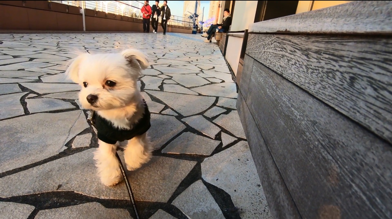 西日の下で Star Bucks Coffe スターバックス スタバ アクアシティお台場店 で愛犬エマと東京景色を堪能 犬連れペット可 テラス席ok