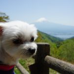 犬連れ河口湖観光ドライブ!!天下茶屋の絶景スポットから愛犬エマと富士山を堪能