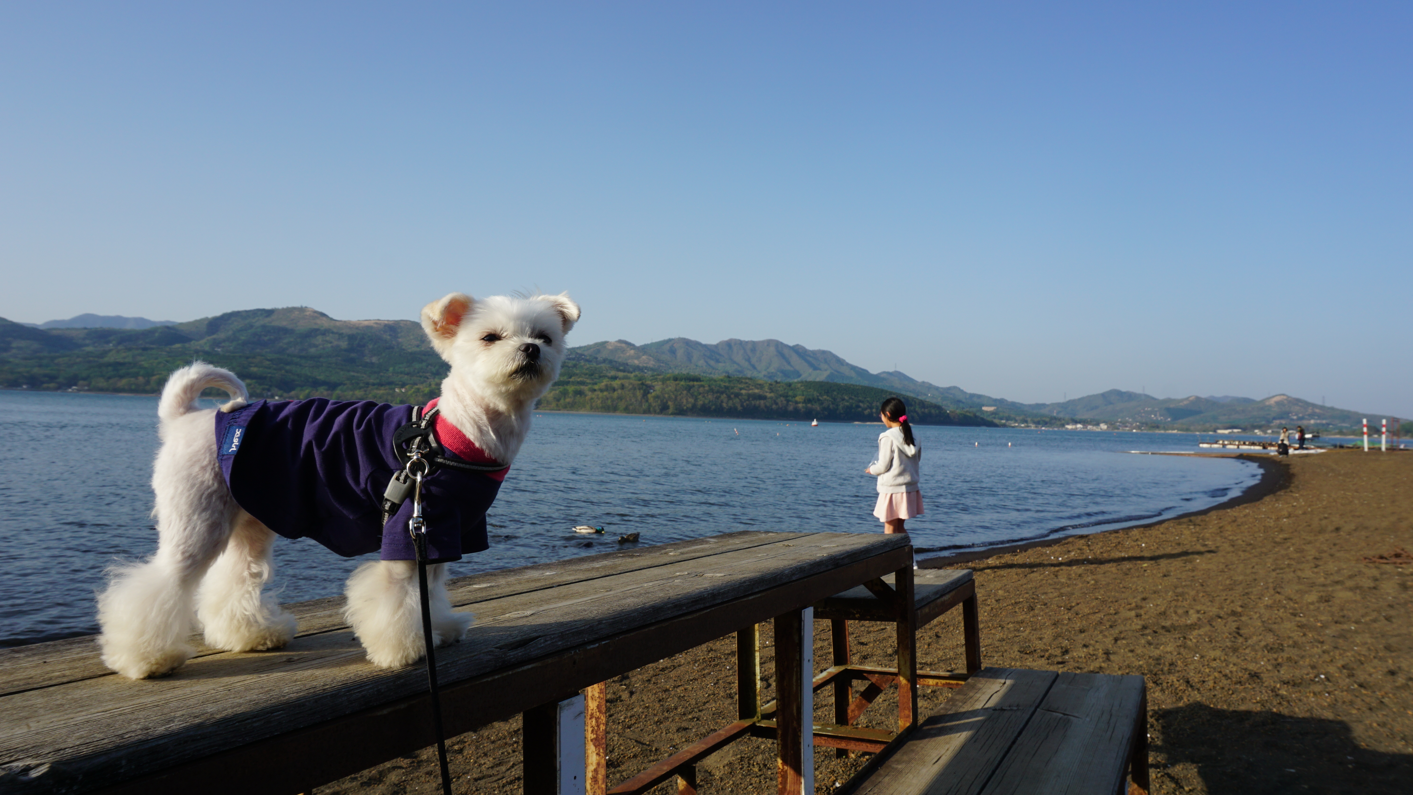 山中湖 犬 と 遊ぶ