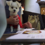 軽井沢｢ELOISE’s Café(エロイーズ カフェ)｣にて愛犬エマと森の中の避暑地モーニング(朝食)(犬連れペット可・テラス席)