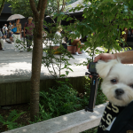 軽井沢おしゃれエリア｢ハルニレテラス｣を愛犬エマと犬連れ観光散策。#犬連れ軽井沢旅行