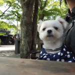 軽井沢で愛犬エマとモーニング(朝食)｢ベーカリー&レストラン沢村｣(犬連れペット可・テラス席)