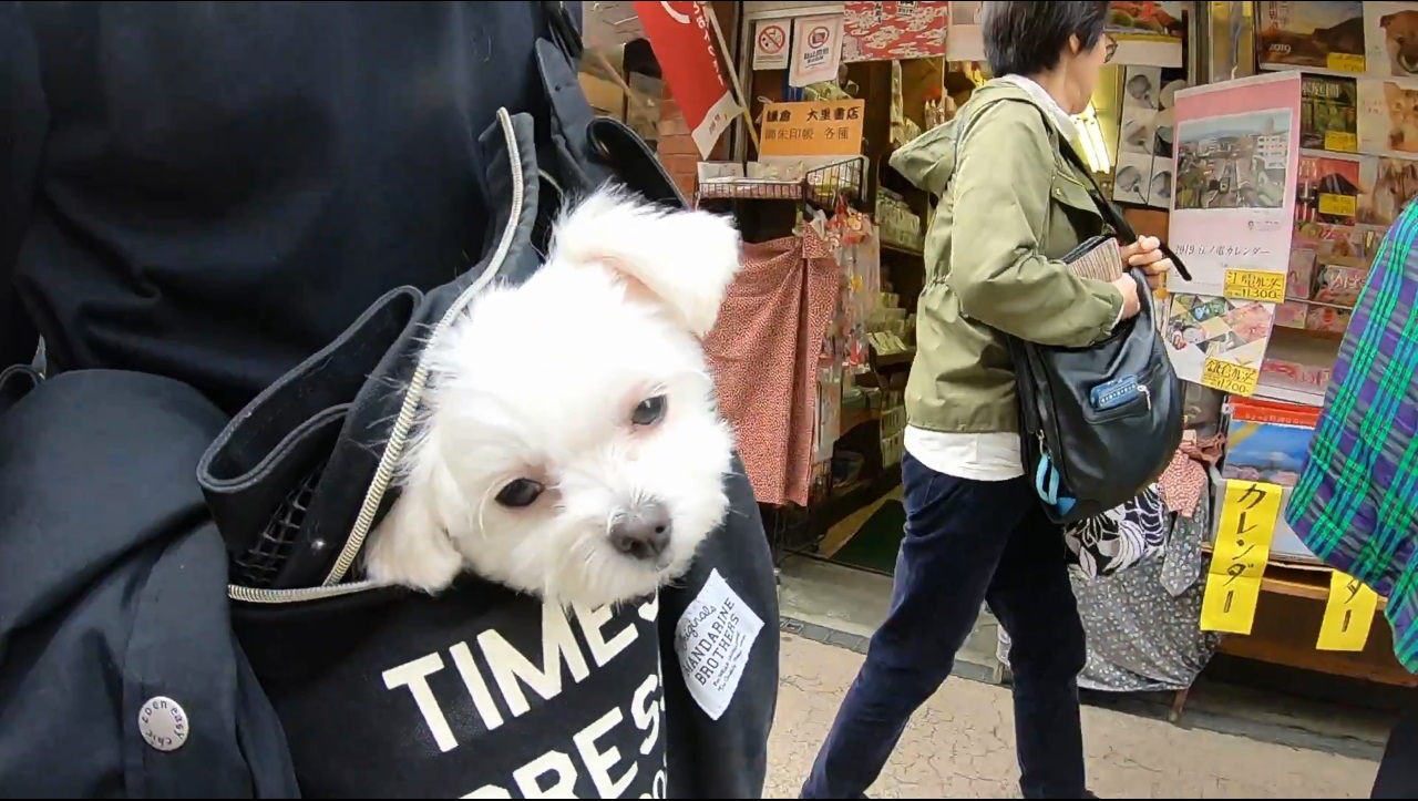 鎌倉観光 犬連れお出かけで小町通り食べ歩き