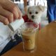軽井沢旅行人気スポット｢ハルニレテラス｣内のカフェ｢丸山珈琲(MARUYAMA COFFEE｣で愛犬エマとひと休憩