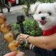 東京犬連れ日帰り観光!!愛犬エマと調布市深大寺周辺を散歩。