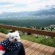 インスタ大人気スポット!!オシャレソファの並ぶ｢清里テラス｣からの山頂絶景を犬連れで楽しむ!