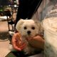 スターバックスコーヒー二子玉川公園店のテラス席で夏夜の風を感じる愛犬エマ(犬連れペットOK・テラス席)