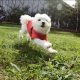 山中湖(河口湖)犬連れホテルとレジャー施設｢ドッグリゾートWoof(ワフ)｣!!ドッグランで走り回る愛犬エマ
