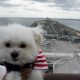 千葉犬連れ観光ドライブ!!東京湾アクアライン｢海ほたる｣にて愛犬エマと絶景海上散歩