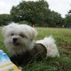 愛犬エマと代々木公園で犬連れピクニック!!芝生でゆっくり。