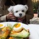愛犬エマとの湘南ドライブ!!鎌倉｢GARDEN HOUSE(ガーデンハウス)｣のテラス席で犬連れカフェレストランモーニング