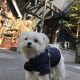 湘南鎌倉で愛犬エマとモーニング「GARDEN HOUSE Restaurant(ガーデンハウスレストラン)」(犬連れペット可・テラス席)