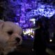 愛犬エマと呑川(のみかわ)緑道(目黒区/都立大学駅周辺)で夜桜花見!!犬連れお花見スポット