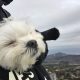 愛犬エマとの犬連れ伊豆観光旅行。｢静岡県伊東市大室山｣で、愛犬エマと空中散歩!!リフト犬連れOK