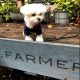 駒沢公園(駒沢大学駅)「Mr.FARMER(ミスターファーマー)」カフェのテラスでまったり(犬連れペットOK・テラス席)