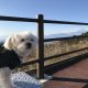 犬連れ伊豆旅行!!伊豆スカイラインから絶景富士山を眺めながら爽快ドライブ!!