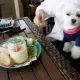 茅ヶ崎｢サザンビーチカフェ｣で潮風を感じながら愛犬エマと湘南モーニング(朝食)(犬連れペット可・屋根付きテラス席)