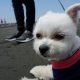 湘南サザンビーチ茅ヶ崎にてテンションMAXの愛犬エマと海辺砂浜遊び(散歩)