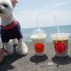 犬連れOK｢Pacific DRIVE-IN 七里ガ浜(パシフィックドライブイン)｣で愛犬エマと湘南カフェタイム