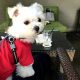 代官山のおしゃれレストラン「IVY PLACE(アイヴィープレイス)」で愛犬エマとモーニング(犬連れペット可・テラス席)