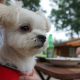 軽井沢犬連れOKの宿｢ペンションひまわり｣で愛犬エマと高原バーベキュー(BBQ)!!
