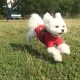 愛犬エマと軽井沢旅行!!犬連れでも行ける人気カフェ「天空カフェ・アウラ」と絶景も楽しめる「浅間山高原ドッグラン」